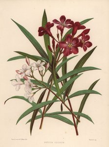 Oleandro, Nerium oleander (Nerium odorum)
